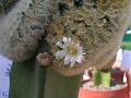 Feather Cactus